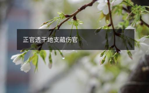 正官透干地支藏傷官
