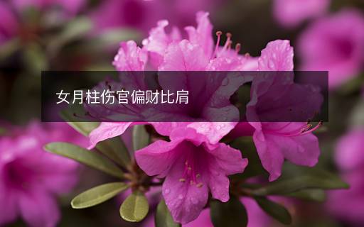 女月柱傷官偏財比肩