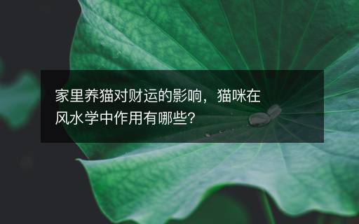 家里養(yǎng)貓對(duì)財(cái)運(yùn)好不好，貓咪在風(fēng)水學(xué)中作用有哪些？