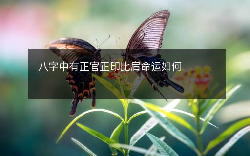 八字中有正官正印比肩命運(yùn)如何