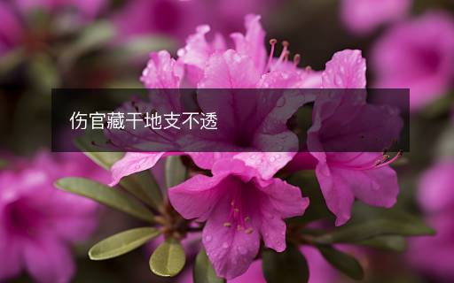 傷官藏干地支不透