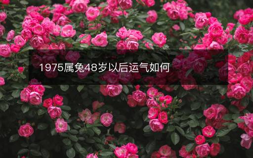 1975屬兔48歲以后運(yùn)氣如何