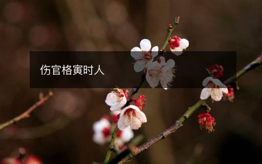 傷官格寅時(shí)人