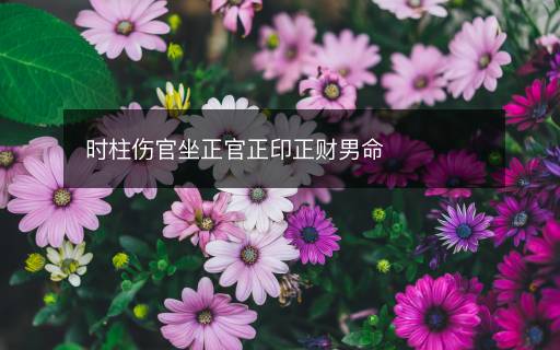 時柱傷官坐正官正印正財男命
