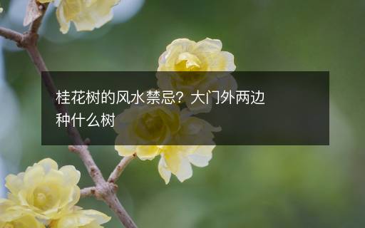 桂花樹(shù)的風(fēng)水禁忌？大門(mén)外兩邊種什么樹(shù)