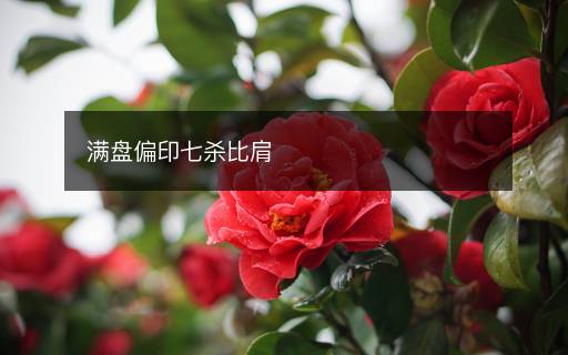 滿盤偏印七殺比肩