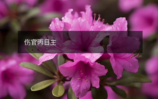傷官丙日主