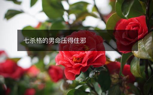 七殺格的男命壓得住邪