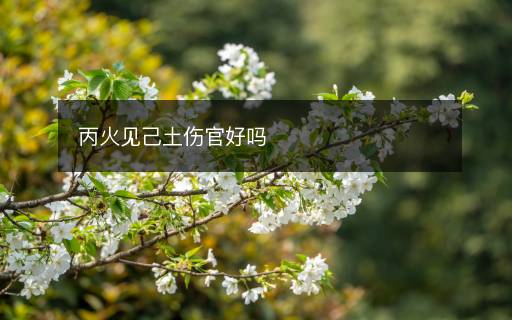 丙火見己土傷官好嗎