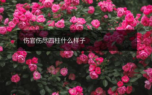傷官傷盡四柱什么樣子