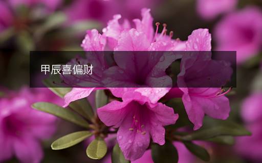 甲辰喜偏財(cái)