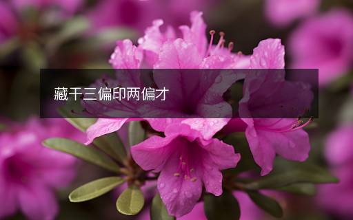 藏干三偏印兩偏才
