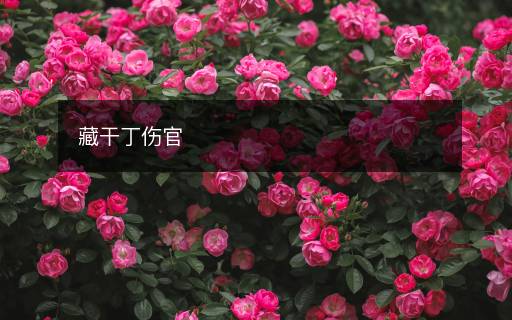 藏干丁傷官
