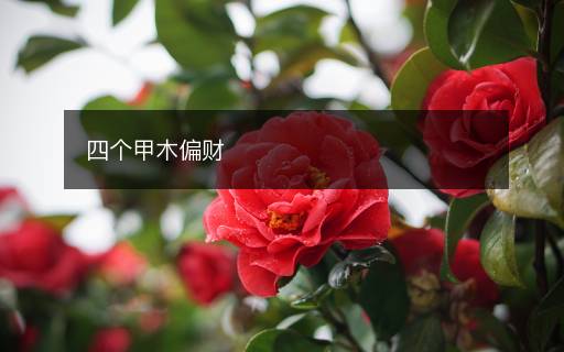 四個(gè)甲木偏財(cái)