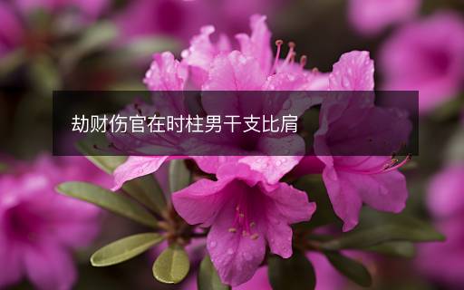劫財傷官在時柱男干支比肩