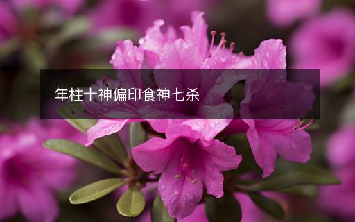 年柱十神偏印食神七殺