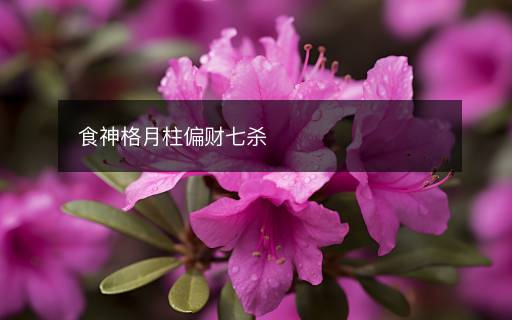 食神格月柱偏財七殺