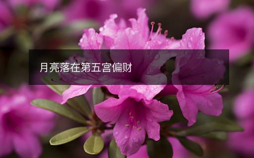 月亮落在第五宮偏財