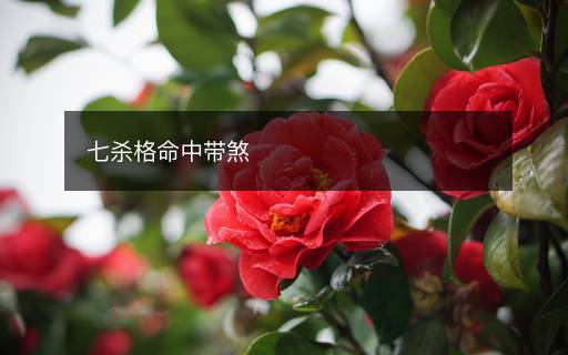 七殺格命中帶煞