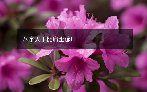 八字天干比肩坐偏印