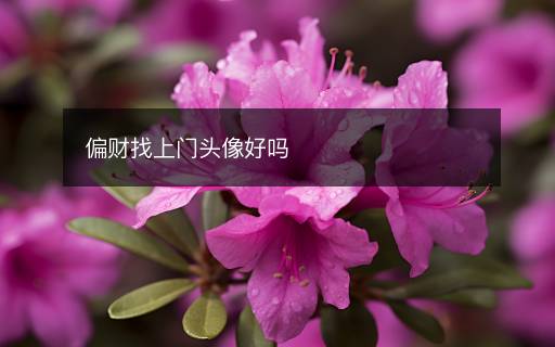 偏財(cái)找上門(mén)頭像好嗎