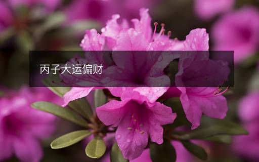 丙子大運(yùn)偏財(cái)