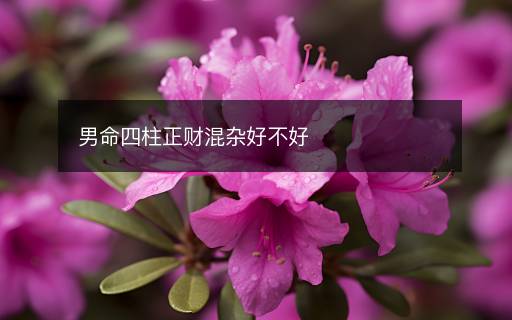 男命四柱正財混雜好不好