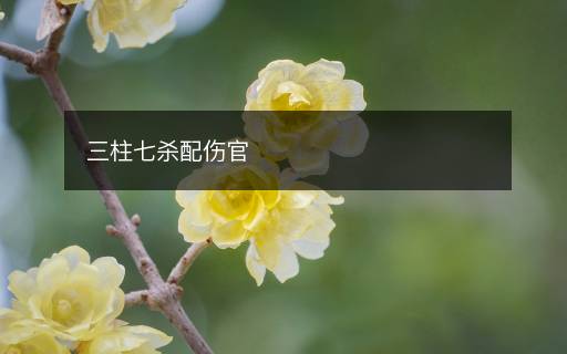 三柱七殺配傷官